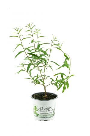 Minz-Verbene (Lippia scaberrima)
