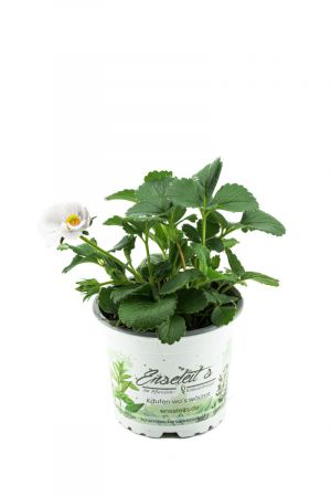 Erdbeere Loran F1 , weiße Blüte, Hängeerdbeere, frische Erdbeer Pflanze
