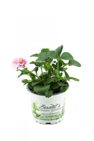 Erdbeere Rosanna F1 Pflanze , Rosa Blüte, Hängeerdbeere, Erdbeerpflanze