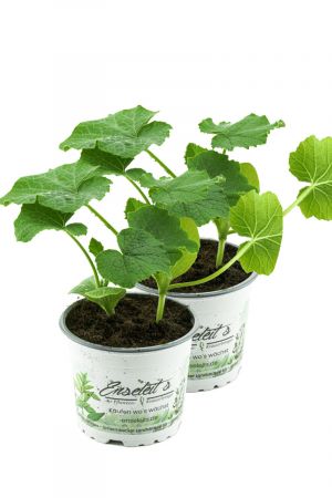 2er Hokkaidokürbis Pflanze, frische Hokkaido Kürbis Pflanze aus eigener Gärtnerei!