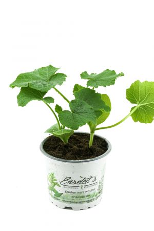 Hokkaidokürbis Pflanze, frische Hokkaido Kürbis Pflanze aus eigener Gärtnerei!