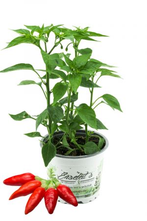 Tabasco Pflanze (Capsicum frutescens)