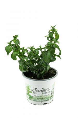 Pilzkraut (Rungia klossii)