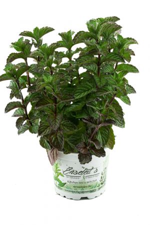 Grapefruit-Minze, Minze Pflanze, Winterhart (Mentha suaveolens x piperita)