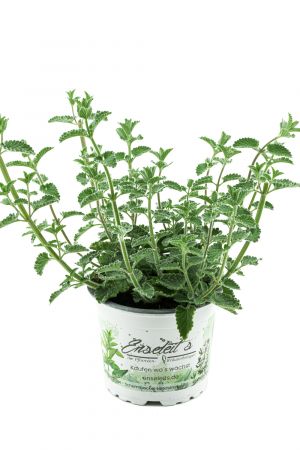 Katzenminze Pflanze im 12cm Topf, Frische Katzen Minze! Frisch aus Kontrolliertem Anbau ! 