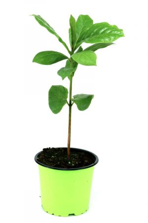 Katappenbaum, Seemandelbaum (Terminalia catappa)