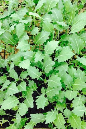 Kohlrabi weiß, Kohlrabi im 10er Pack, Gemüse Pflanzen 