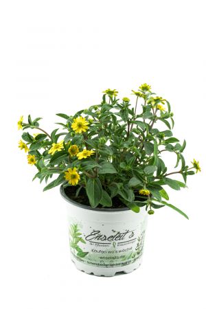 Husarenknöpfchen (Sanvitalia procumbens)