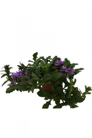 Blaue Fächerblume (Scaevola aemula)