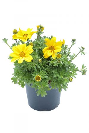 Goldmarie (Bidens ferulifolia)