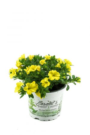 Zauberglöckchen gelb, Million Bells, Minipetunie  (Calibrachoa  Hybriden)