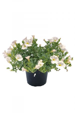 Zauberglöckchen weiß, Million Bells  (Calibrachoa  Hybriden)