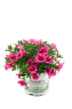 Zauberglöckchen pink, Million Bells, Minipetunie  (Calibrachoa  Hybriden)