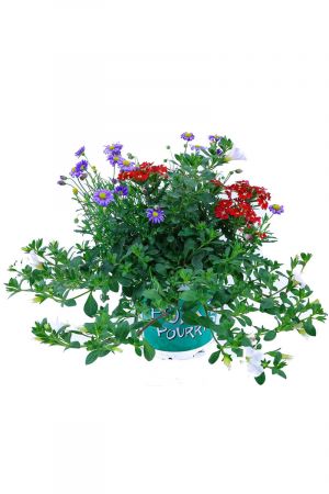 Sommerblumen Trio Nr.5 , rot-blau-weiss (Zauberglöckchen, blaues Gänseblümchen, Verbene)
