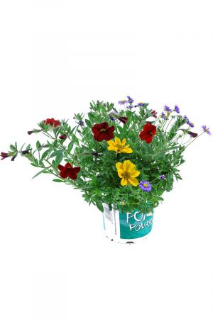 Sommerblumen Trio Nr.4, rot-blau-gelb (Bidens, Zauberglöckchen, Blaues Gänseblümchen)