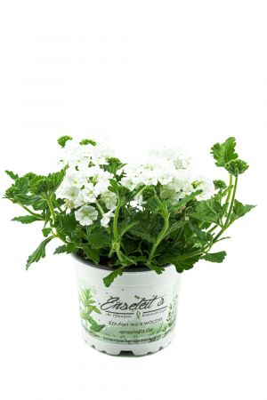 Verbenen weiß (Verbena Hybrida)