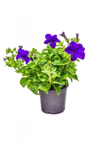 Petunien blau (Petunia Hybrida)