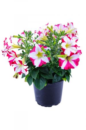 Petunien Pflanze, Sorte Amore Mio, pink-weiss