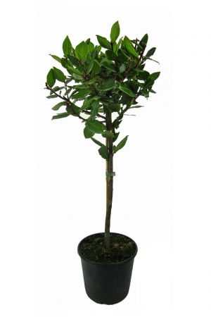 Lorbeer Pflanze, gewürzlorbeer, Laurus nobilis, ca.80-90cm Stamm inkl. Topf