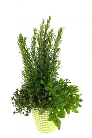 "Pizza Trio" Frische Kräuter Pflanzen. Rosmarin, Thymian und Oregano im Dekotopf Karomuster grün/weiss mit Wasserspeicher!