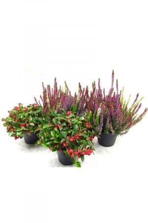 Winterheide & Scheinbeere   im 4er Set , Besenheide, Calluna Vulgaris,  Beauty Ladys