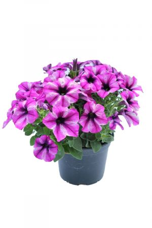 Petunien Rosa gestreift  (Petunia Hybrida)
