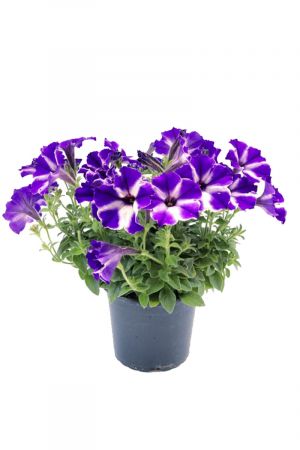 Petunien Blau gestreift  (Petunia Hybrida)