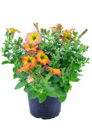 Petunien, Petunien Pflanze, Farbe Indian Summer, Petunia Pflanze 