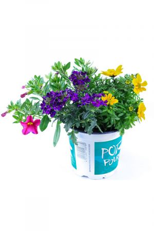 Sommerblumen Trio Nr.3, pink-violet-gelb  (Bidens, Zauberglöckchen, Verbene)