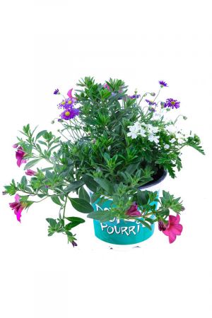 Sommerblumen Trio Nr.2  Pink-blau-weiß (Verbene, Zauberglöckchen, Blaues Gänseblümchen)