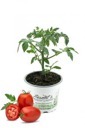 Eiertomate Omas Beste, frische Tomaten, Tomatenpflanze,F1 Sorte