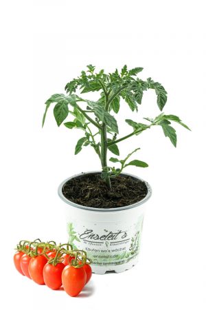 Dasher F1 Pflaumen Cherry Tomate,Tomatenpflanzen,Tomatenpflanze,