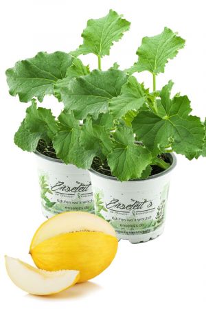 2er Set Honigmelonen Pflanze, frische Honig Melonen Pflanze aus der Gärtnerei Enseleit!