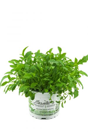 Rucola Pflanze, Salatrauke,Diplotaxis tenuifolia, Nachhaltiger Anbau!