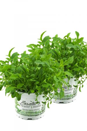 2x Rucola Pflanze, Salatrauke,Diplotaxis tenuifolia, Nachhaltiger Anbau!