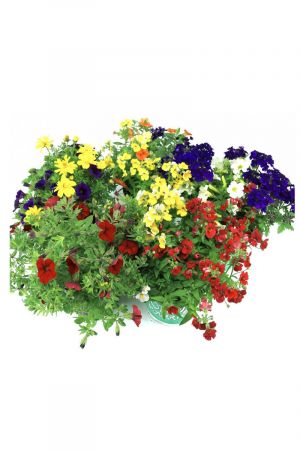 Sommer Blumen Set Nr.1, 3 bunte Beet und Balkonblumen  (z.b. Zauberglöckchen, Verbenen, Mini Petunien, Elfenspiegel.....) 