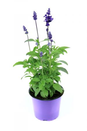 Salvia Farinacea Pflanze, Mehlsalbei, Sommerblume 