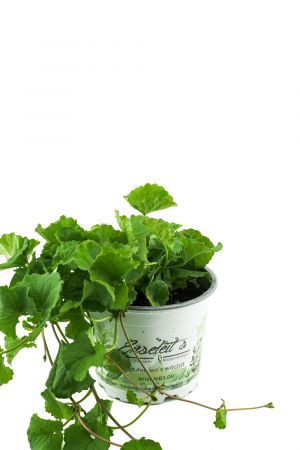 Gotu Kola Pflanze, Frische Kräuter Pflanze aus Nachhaltigem Anbau!