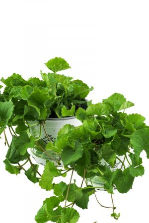 2er Set Gotu Kola Pflanze, Frische Kräuter Pflanze aus Nachhaltigem Anbau!