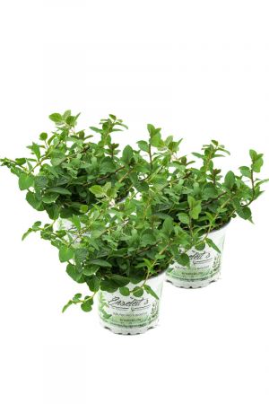 3 Pflanzen Pfefferminze,Mentha x piperita