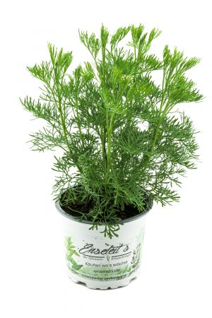 Cola-Strauch, Cola-Kraut, Artemisia abrotanum var. Maritima, frische Coca-Cola Pflanze