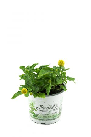 Parakresse  Pflanze, Prickelknöpfe, Kräuter Pflanze, SPILANTHES OLERACES 
