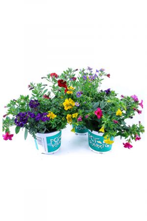 Sommerblumen Trio Set Nr.2, 3 bunte Trio Beet und Balkonblumen  (z.B. mit Zauberglöckchen, Verbenen, Goldmarie, Gänseblümchen...)