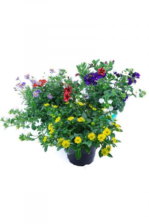 Sommerblumen Trio Set Nr.3, 3 bunte Trio Beet und Balkonblumen  (z.B. mit Zauberglöckchen, Verbenen, Husarenknöpfchen, Gänseblümchen...)
