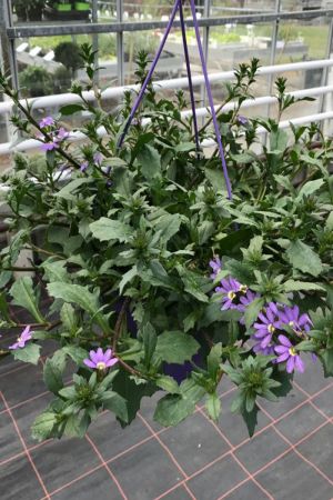 Sommerblumen Ampel Scaevola, blaue Fächerblume