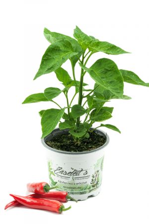 Cayenne-Chili Peperoni Fireflame F1, Chili Pflanze aus Nachhaltigem Anbau! 