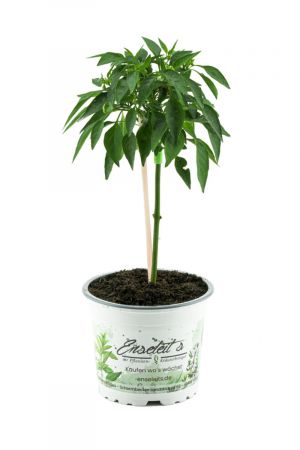 Funtastick Pepper-Tree ... ansehen, pflücken und genießen! Paprika „Medusa“