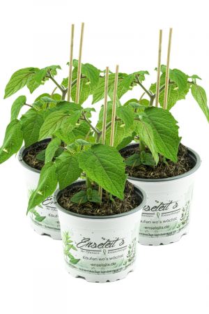 3er Set Ananas Kirsche, PHYSALIS PRUINOSA, Pflanze aus Nachhaltigem Anbau! 