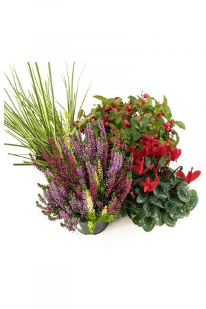 Herbst Blumenset Nr.3 Calluna vulgaris Trios Milka, Alpenveilchen, Scheinbeere & Gras grün/weiss