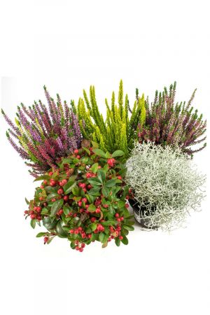Herbst Blumen Set Nr.8 Calluna vulgaris Trios Milka & Wildbeery, Scheinbeere, Skyline & Stacheldraht